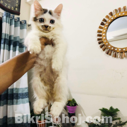 Mixed breed Persian